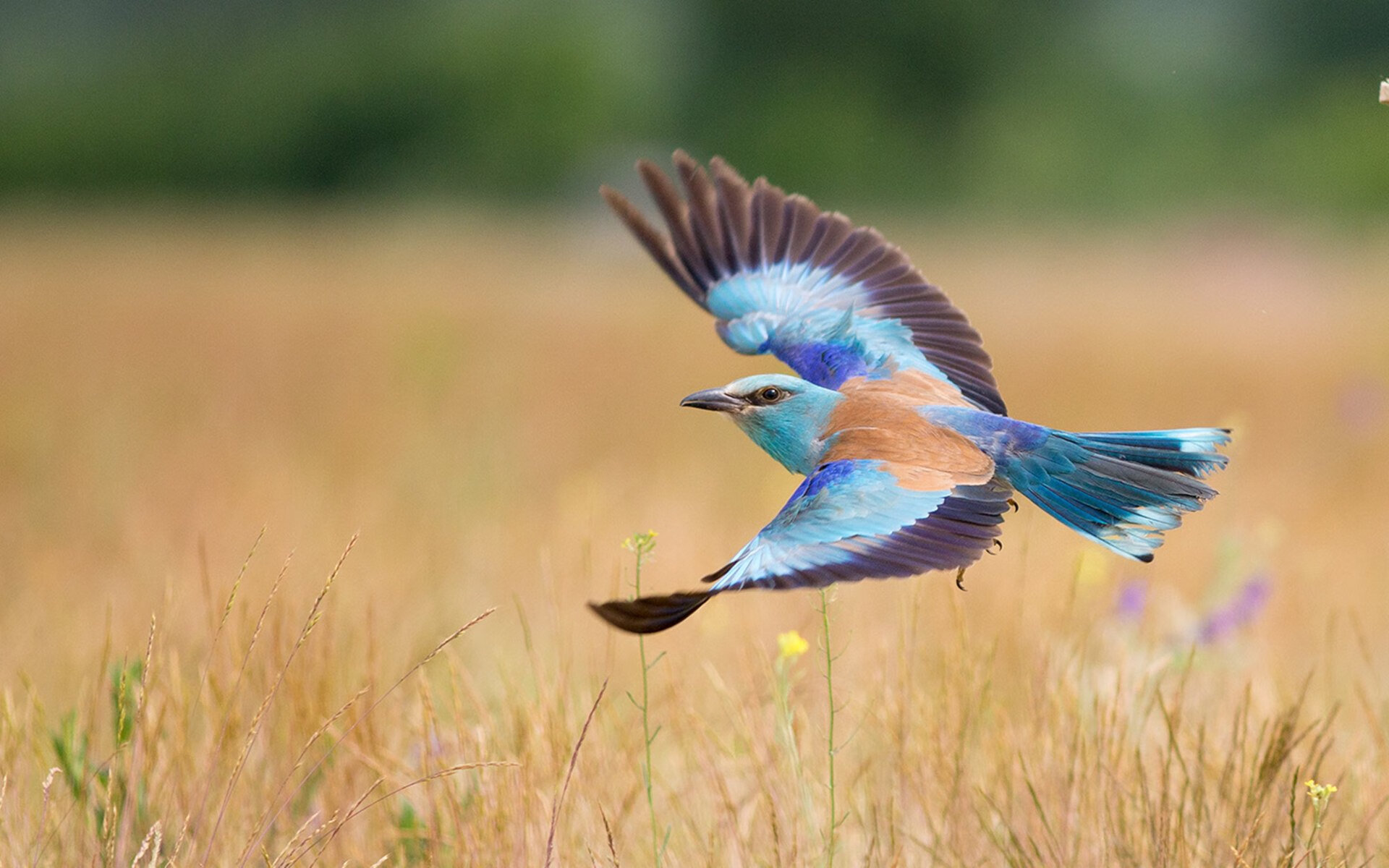 乐鱼（LEYU）体育-德甲高速突破：瞬间突入，场面震撼！，德甲强吗